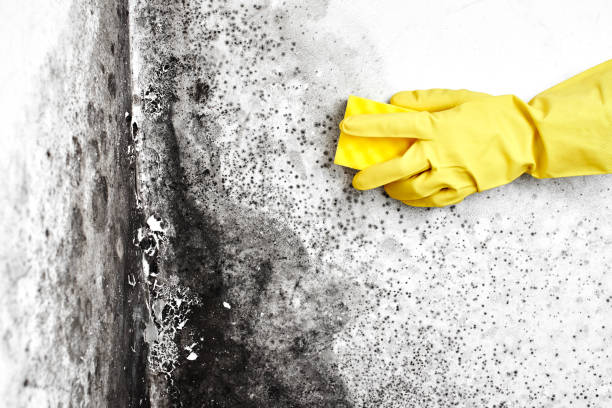 Mold Remediation for Rental Properties in Freeland, PA