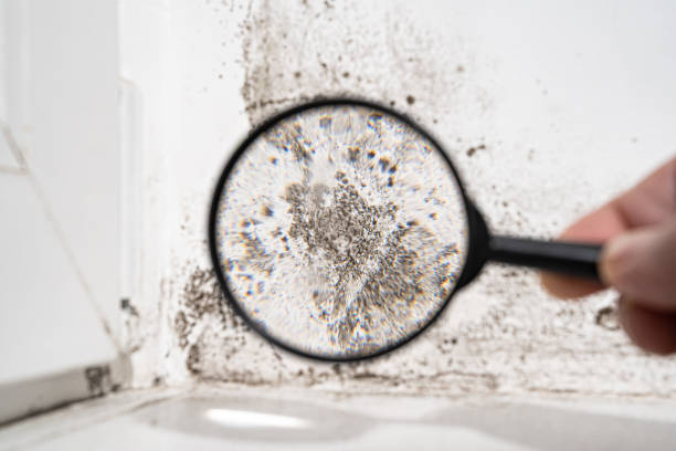 Mold Odor Removal Services in Freeland, PA